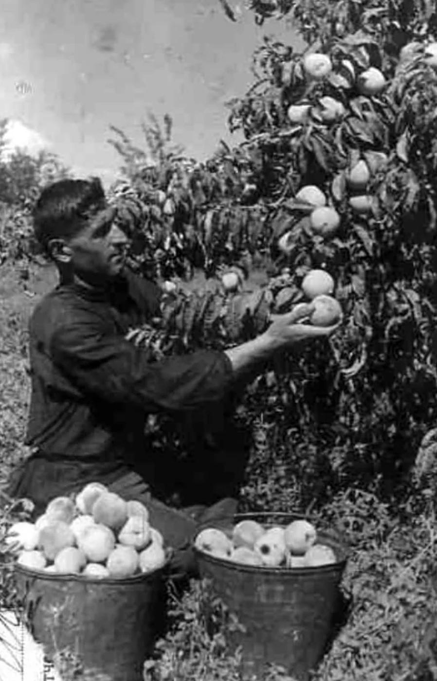Դեղձի բերքահավաք, 1938